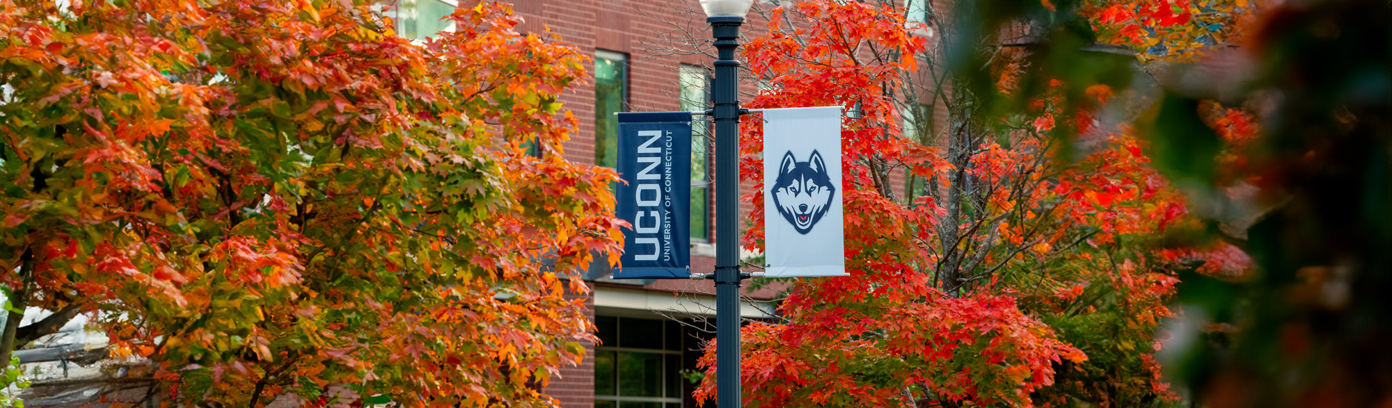 UConn street signage in Autumn