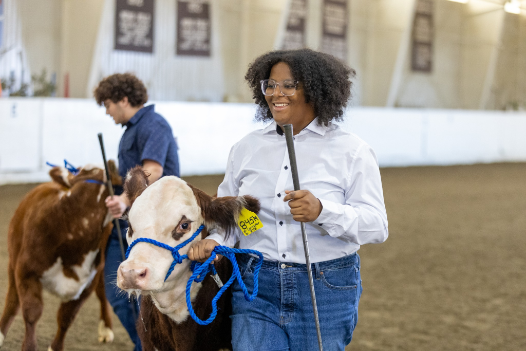 students showing cows
