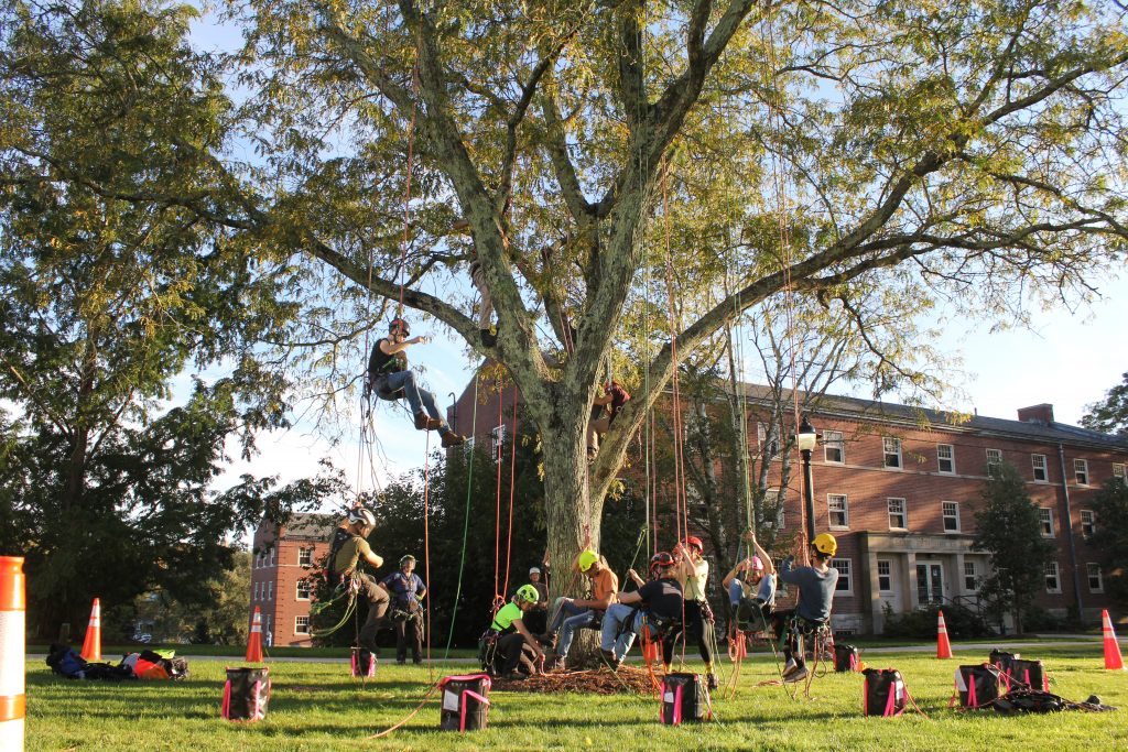 tree climbing class
