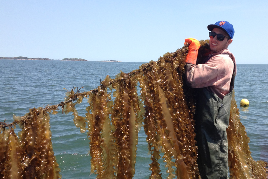 man harvesting seaweed