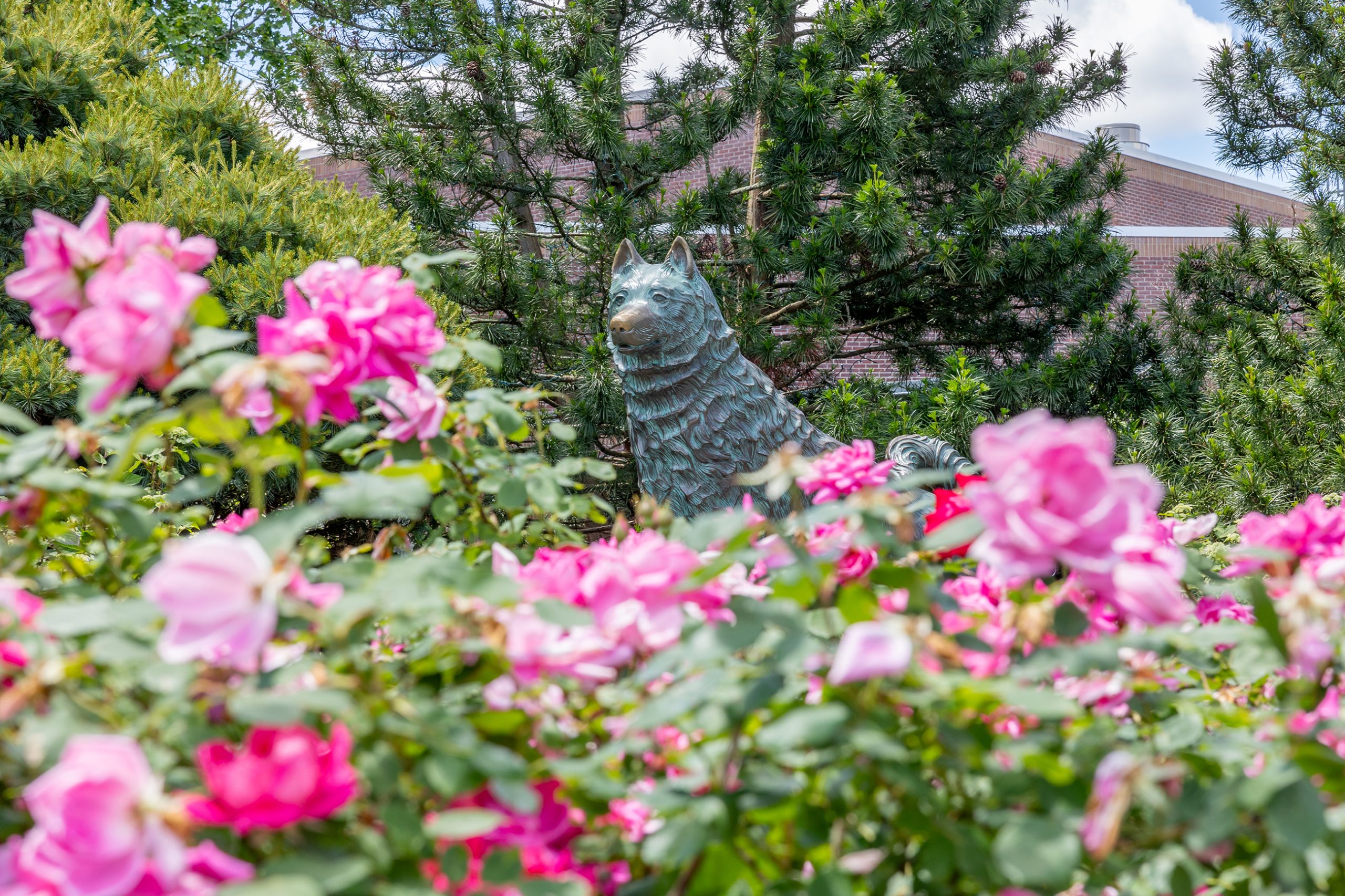 jonathan statue behind pink flowers
