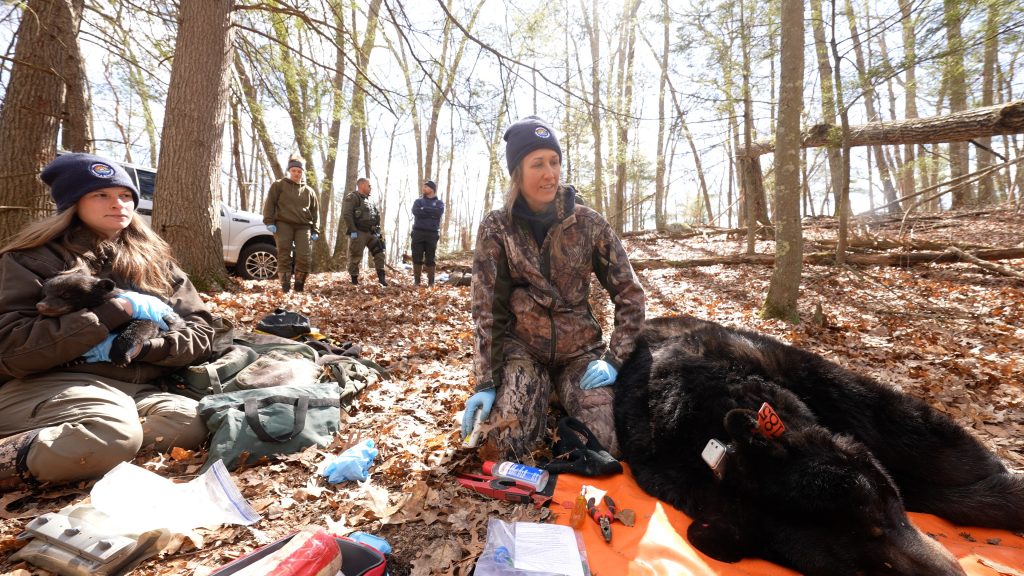 black bear researchers