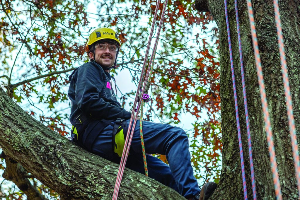 climbing a tree with ropes
