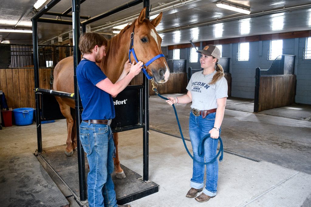 working with a horse