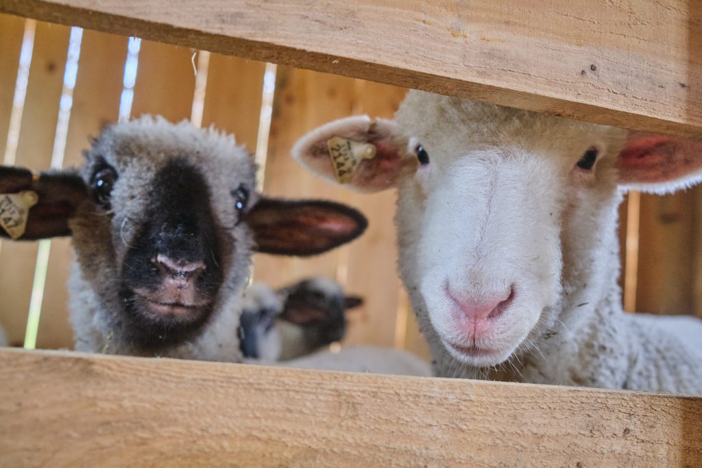 sheep