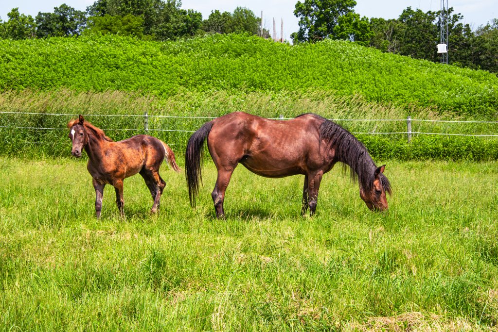 horses