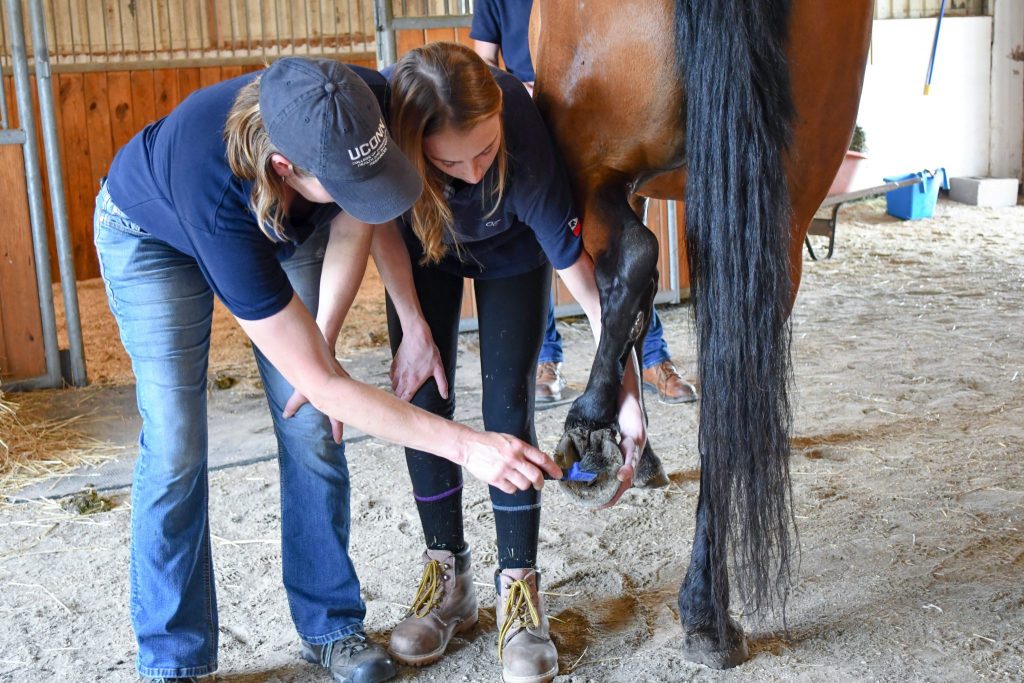 teaching horse hoof maintenance