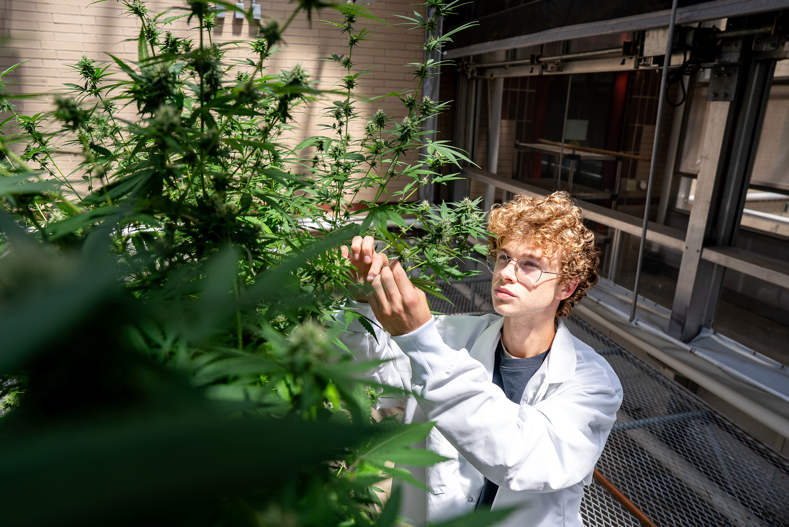 student inspecting a plant in a greenhouse