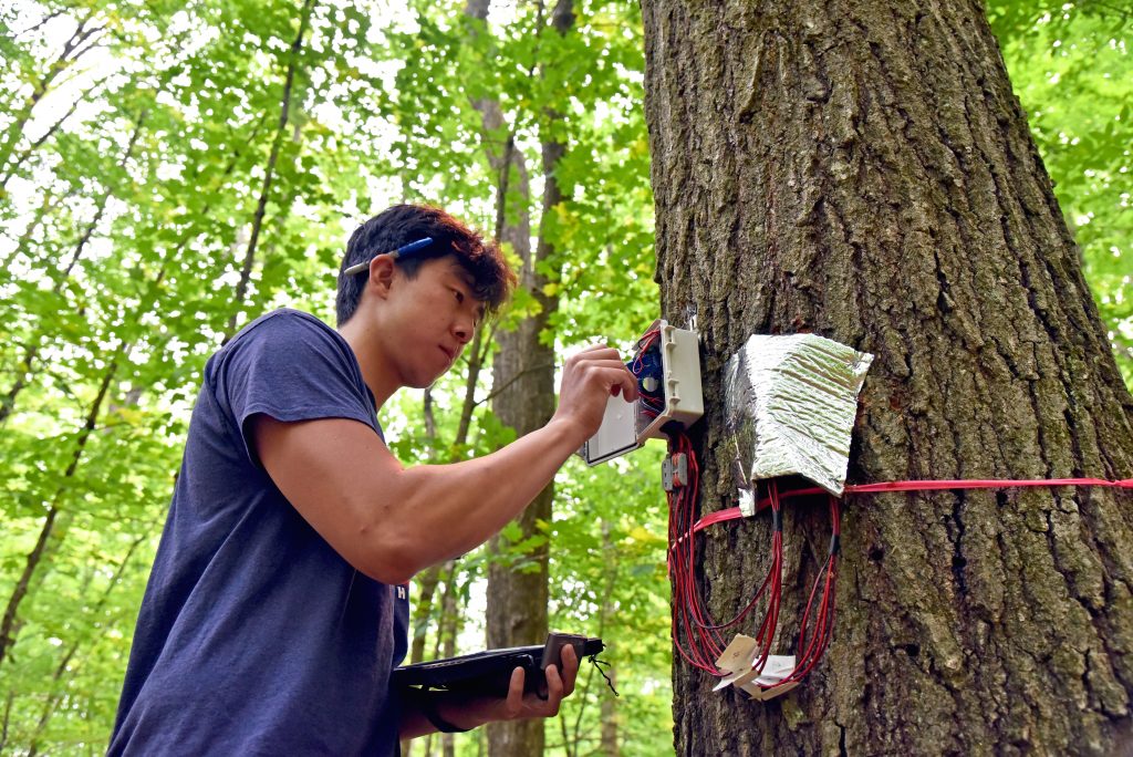 student works with tree diagnostics