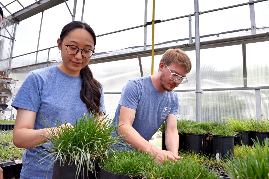 transferring grass samples