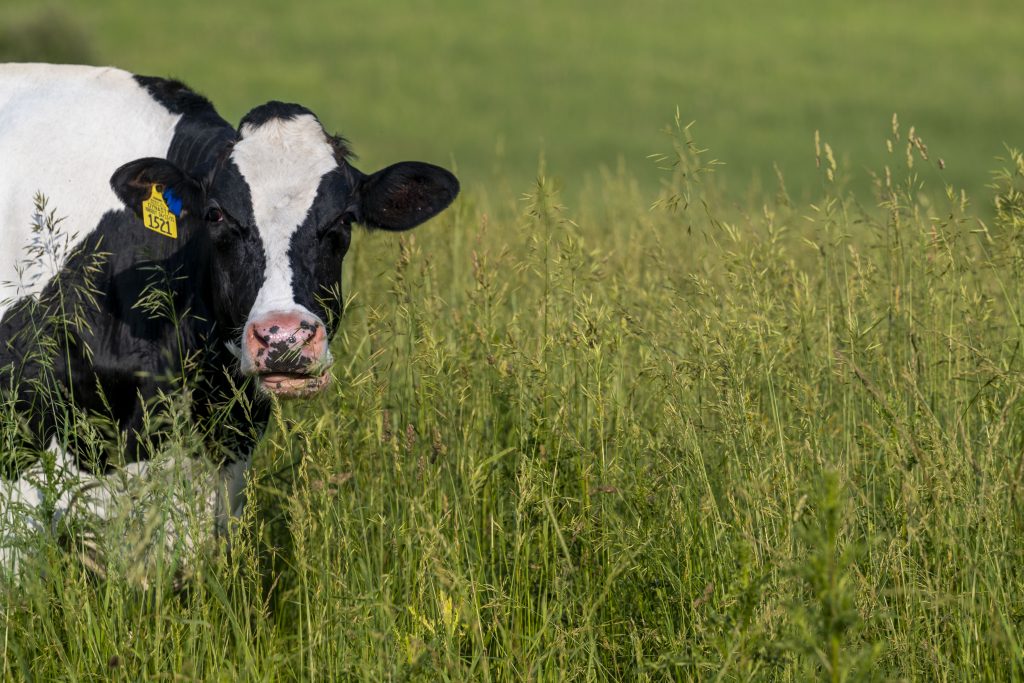 cow