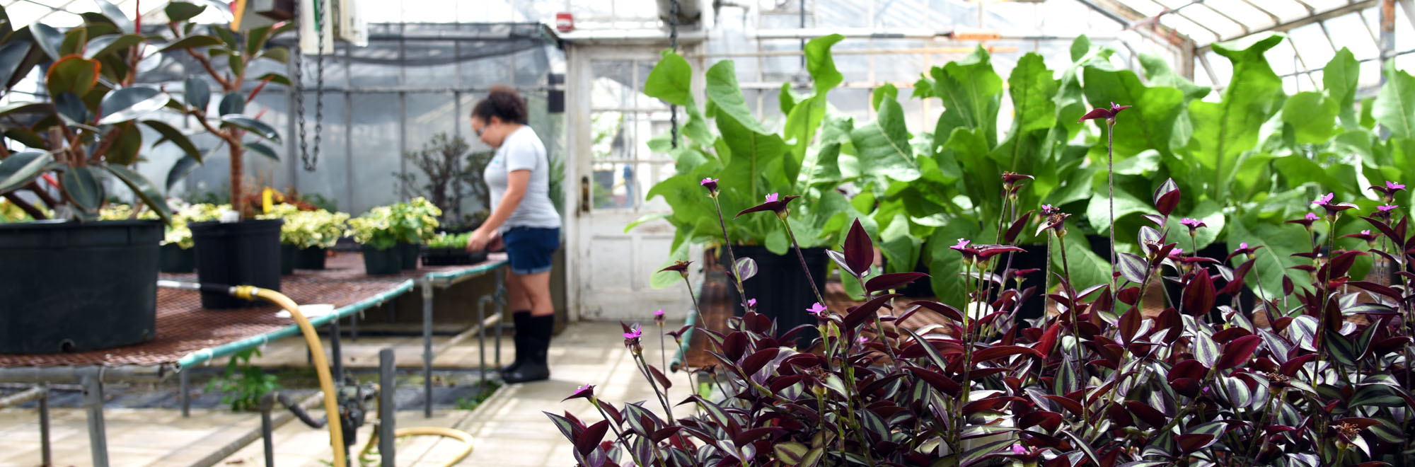 working in a greenhouse
